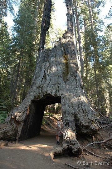 DSC_1530.JPG - a dead Sequoia
